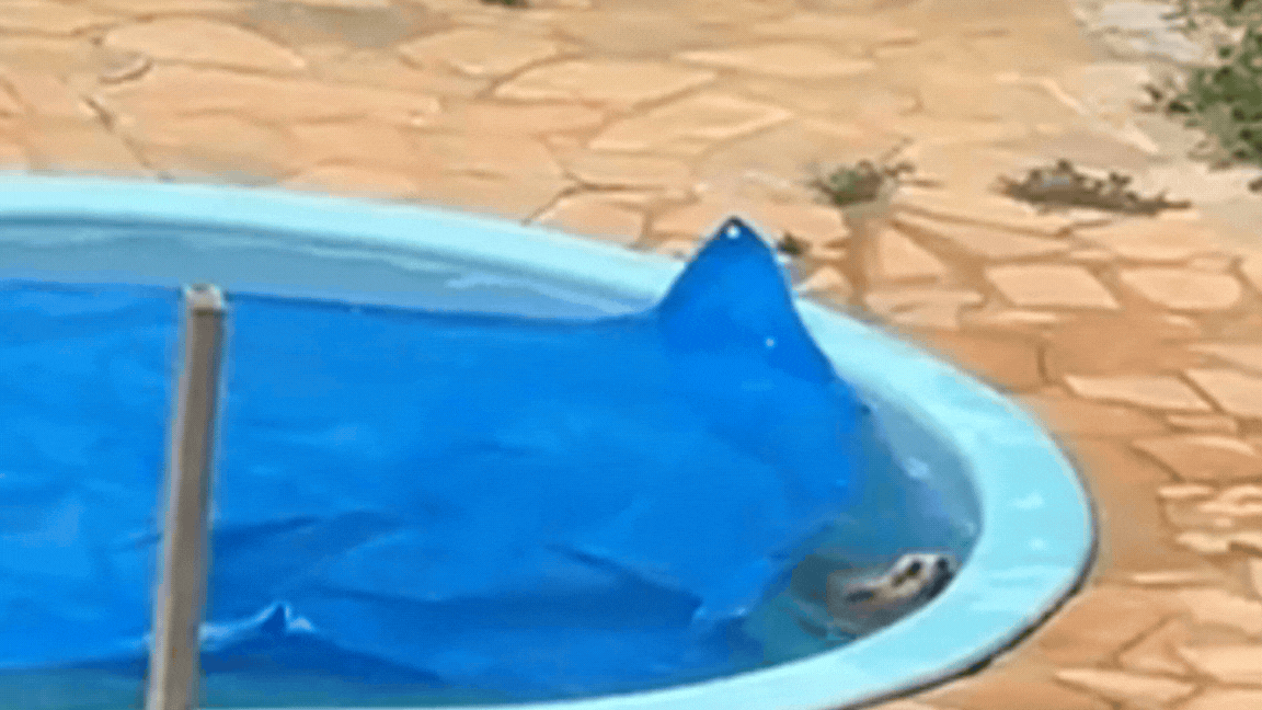 Vídeo: cachorro é salvo de afogamento em piscina após vizinha acionar bombeiros em MT