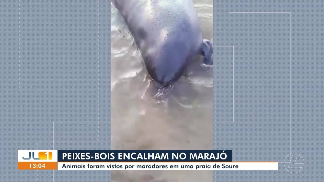 Peixes-bois mobilizam moradores e especialistas após encalharem em praia de Soure, no Marajó 