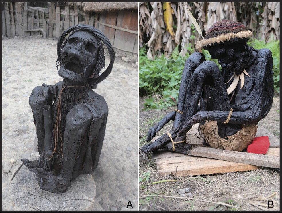 Exemplos de múmias "defumadas" mantidas em residências particulares em Papua, Indonésia, fotografadas em janeiro de 2019. (A) Uma múmia hiperflexionada de Dani; (B) Uma múmia flexionada da Vila Pumo. Ambos os locais ficam em Wamena, Regência de Jayawijaya, Papua. — Foto: Divulgação/PNAS