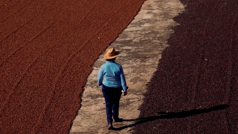 Café de veleiro: compradores rejeitam navio por sustentabilidade - Crédito: Gustavo Coetti
