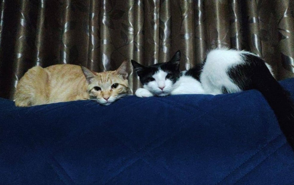 4 de 5
M&eacute;dica veterin&aacute;ria de Sorocaba (SP) orienta sobre como prevenir intoxica&ccedil;&otilde;es por ingest&atilde;o de cupins em c&atilde;es e gatos &mdash; Foto: Yasmin Mendes Deodato