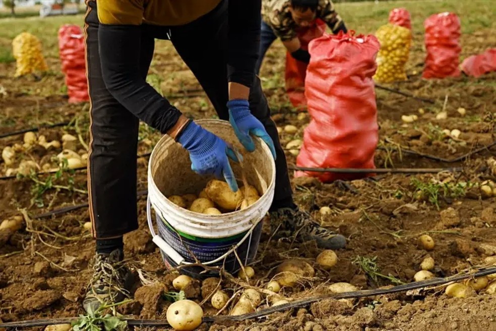 Os novos vizinhos dos produtores de batatas da Mongólia Interior são fundamentais para a corrida chinesa pela IA contra os Estados Unidos. — Foto: BBC