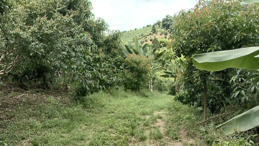 Recomendação é plantar abacate próximo a outras culturas. — Foto: Reprodução/TV Gazeta