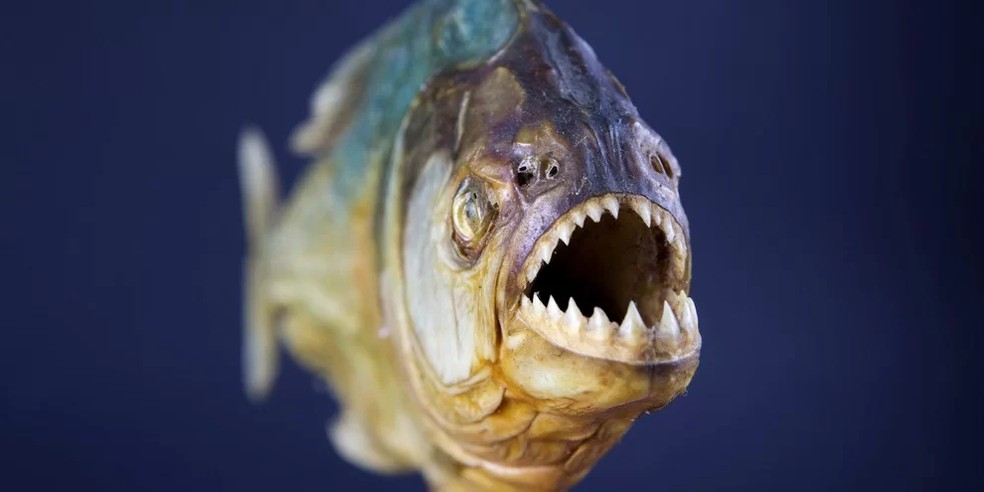 Umas das principais característica do animal são os dentes afiados   — Foto: Reprodução