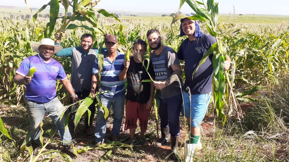 Voluntários colhem a produção doada, que será usada na Festa do Milho de Assis (SP) — Foto: Divulgação/ Prefeitura Municipal