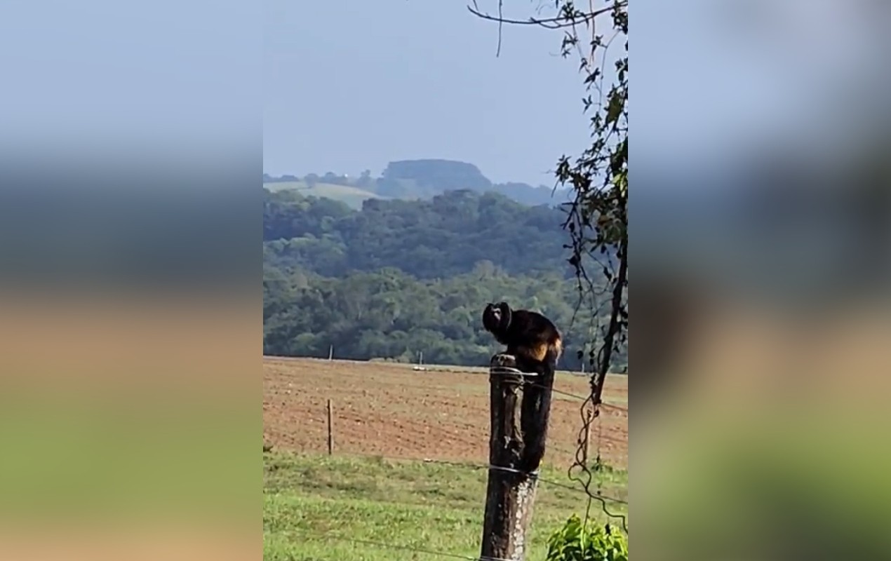 VÍDEO: diretora de Meio Ambiente usa celular para reproduzir som e ajudar micos-leões-pretos a atravessar rodovia