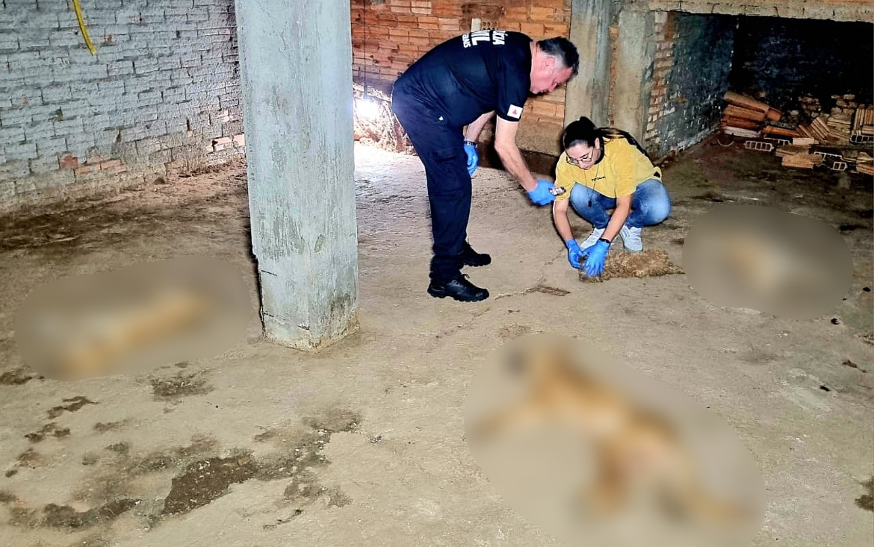 Polícia Civil investiga morte de seis animais com sinais de envenenamento em Passos, MG