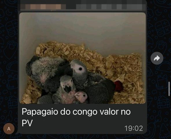 Traficantes usam grupos de mensagens para vender animais silvestres. — Foto: Ibama/Reprodução