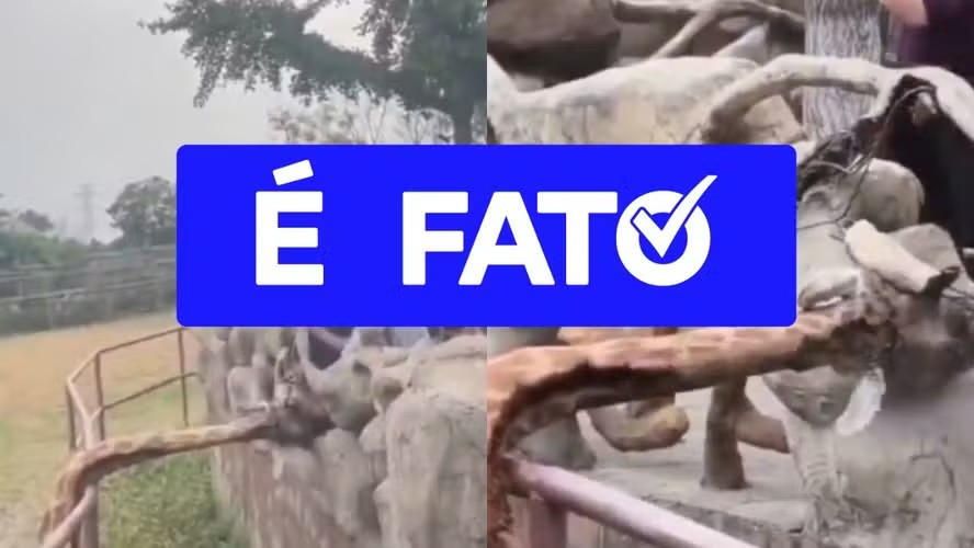 É #FATO: Cena de girafa com pescoço entalado em zoológico na China não é inteligência artificial