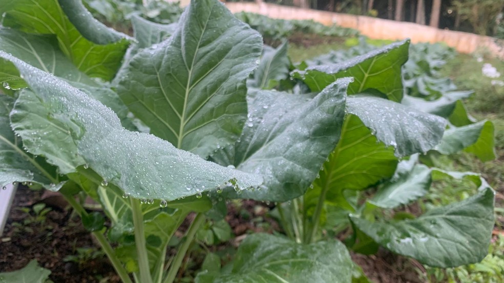Orvalho congelado em cima de plantas em Parelheiros, na Zona Sul de São Paulo — Foto: Bervelin Albuquerque/g1