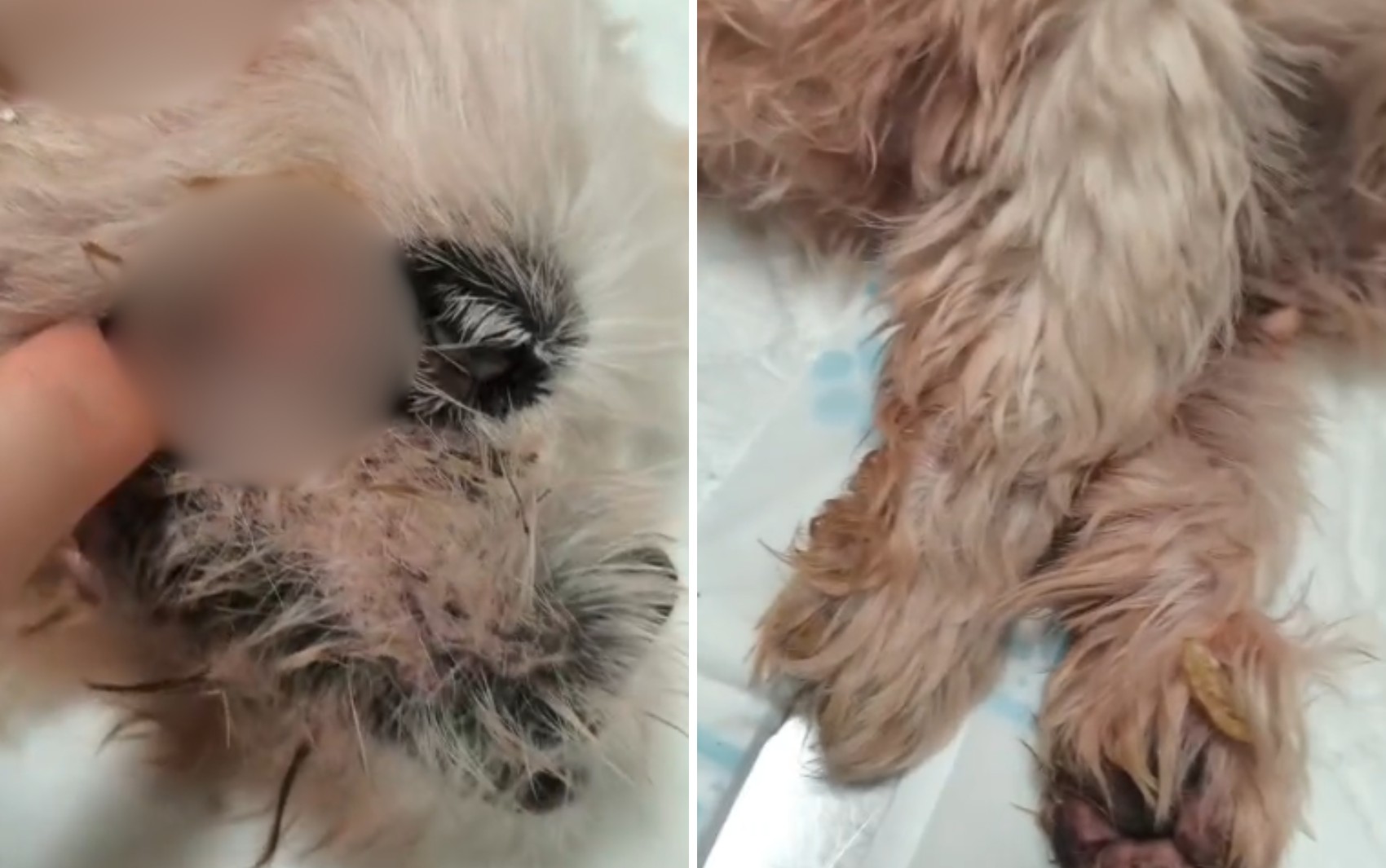 Laudo aponta infecções por falta de cuidado em cachorro resgatado de varanda de apartamento em Ribeirão Preto, SP
