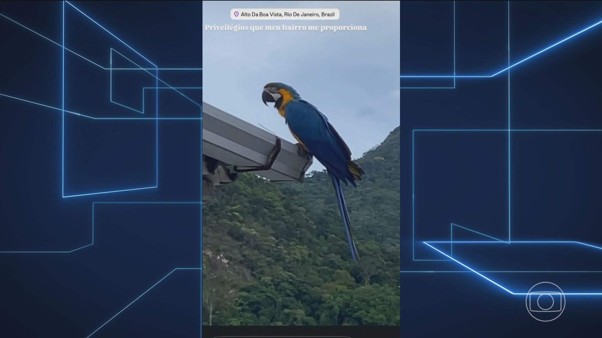 Pesquisadores soltam as primeiras araras-canindés no Rio de Janeiro após mais de 200 anos