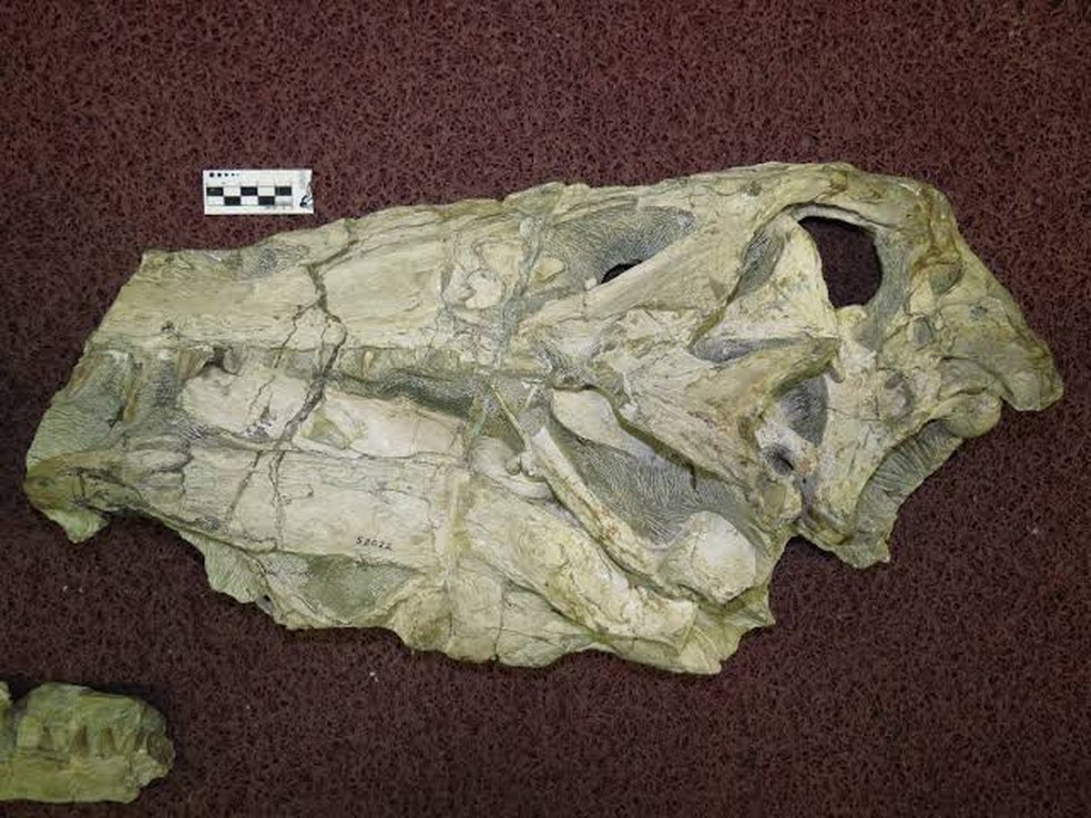 Crânio de Irritator challengeri. — Foto: Felipe Pinheiro