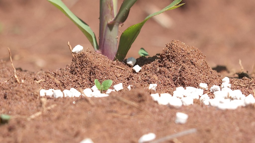 Com nanotecnologia, adubo fica mais tempo no solo e barateia produção agrícola; veja estudo