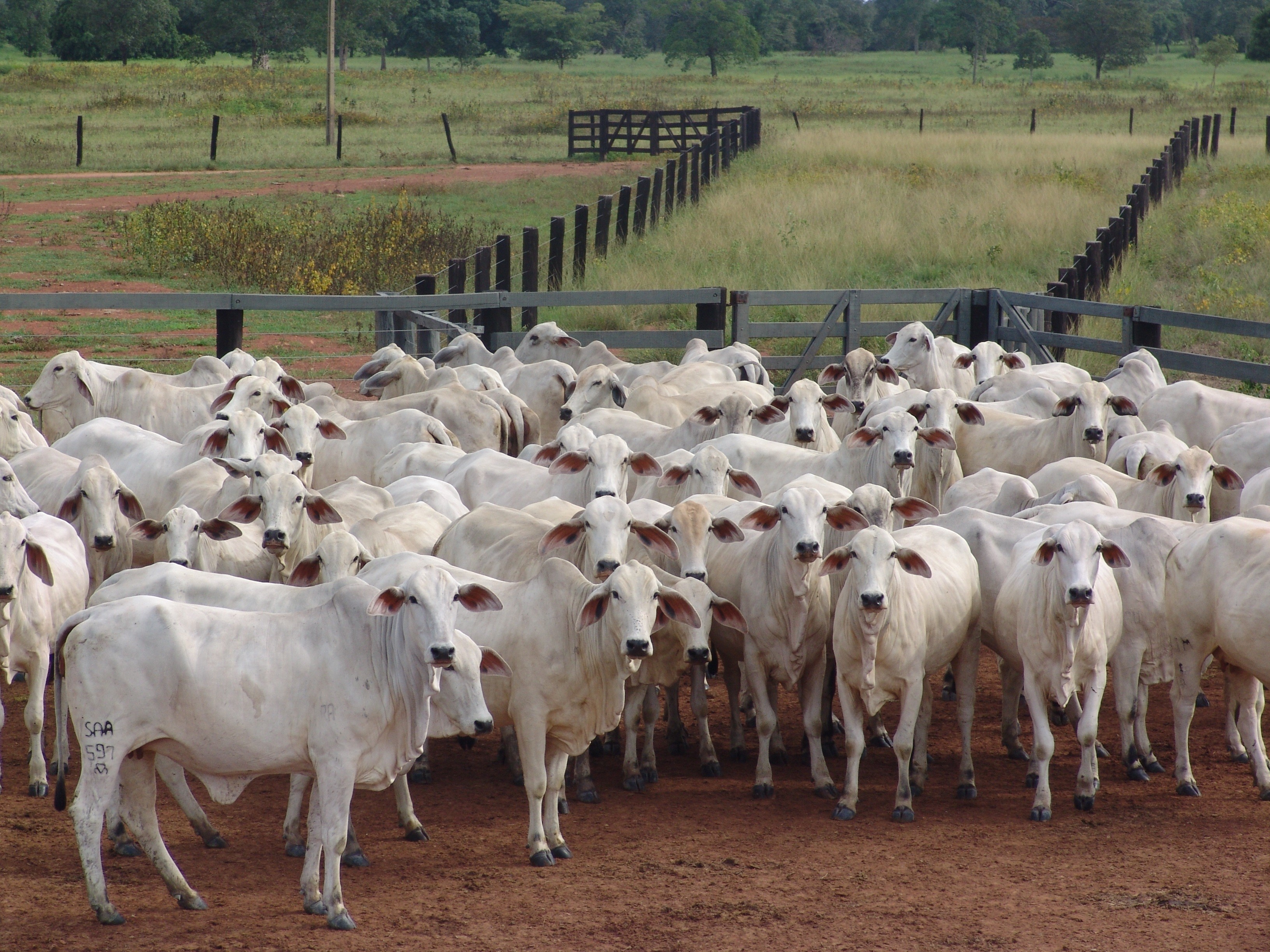 Com 8,91 milhões de toneladas de carne bovina, Brasil bate recorde de produção em 2023, aponta USP