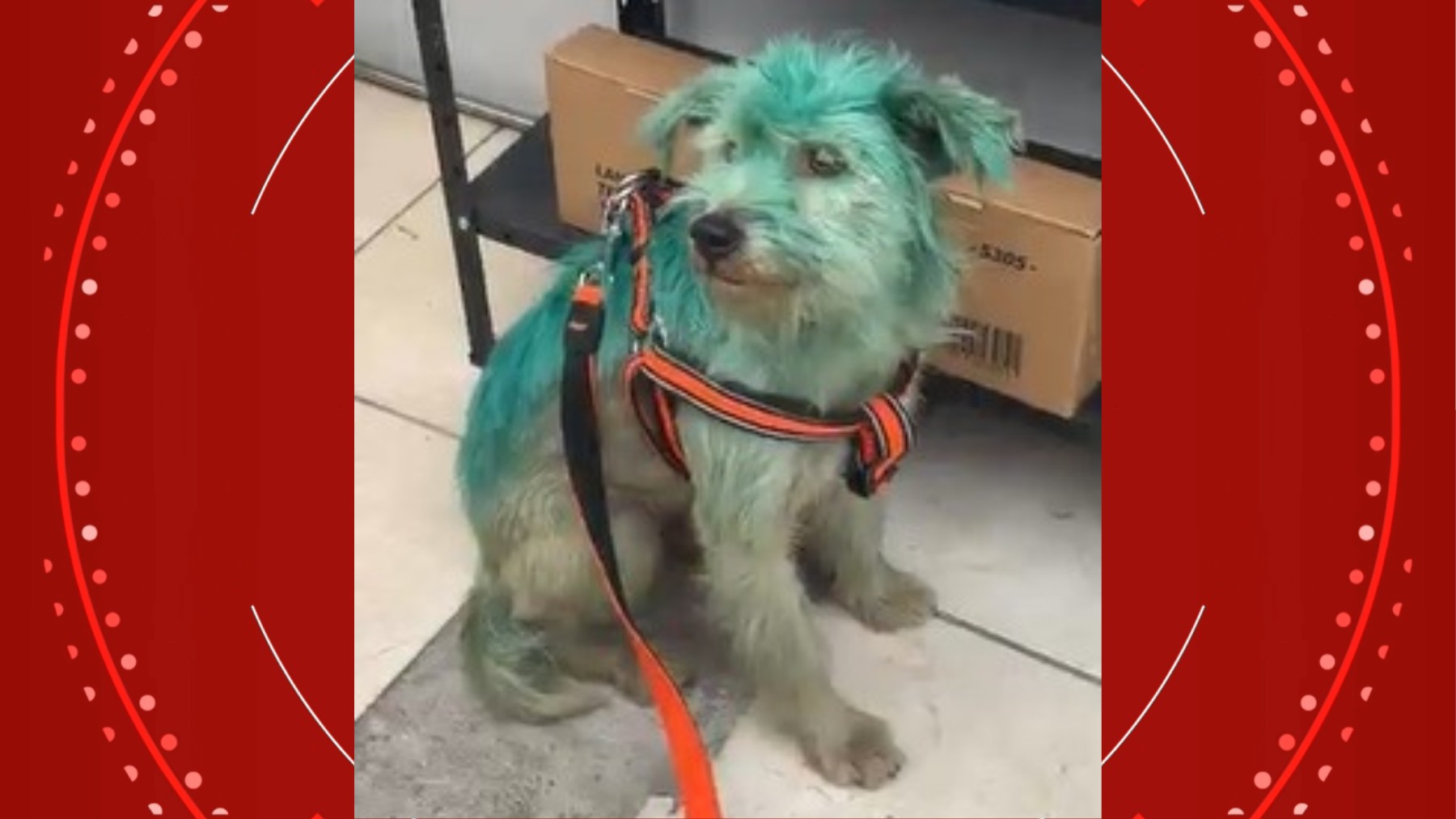 VÍDEO: cachorro de rua é pintado com tinta no Paraná, e polícia investiga crime de maus-tratos