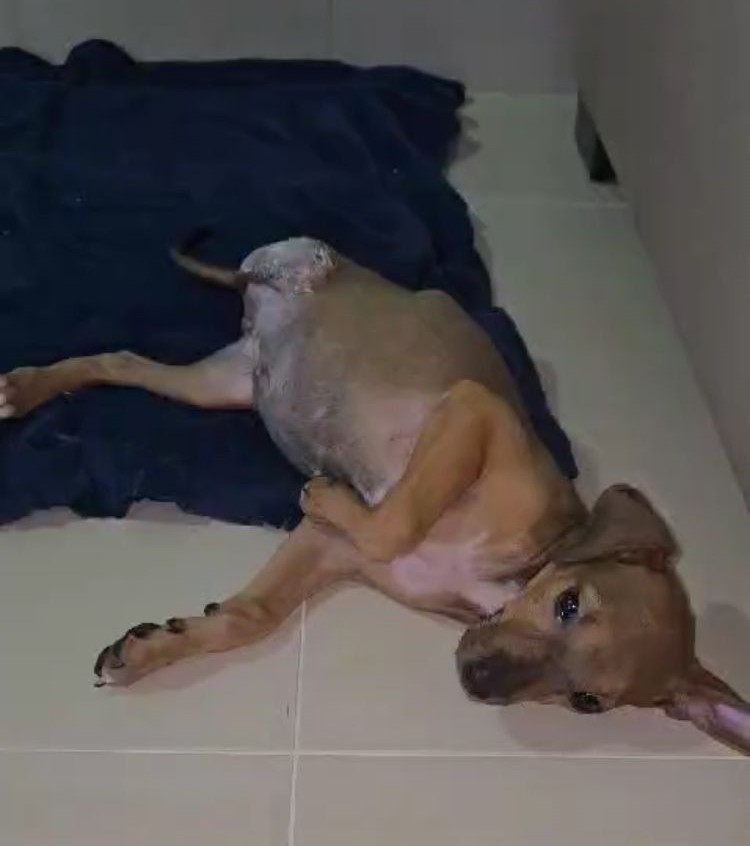 Mulher é presa suspeita de quebrar pata de filhote de cachorro com cabo de vassoura e causar amputação