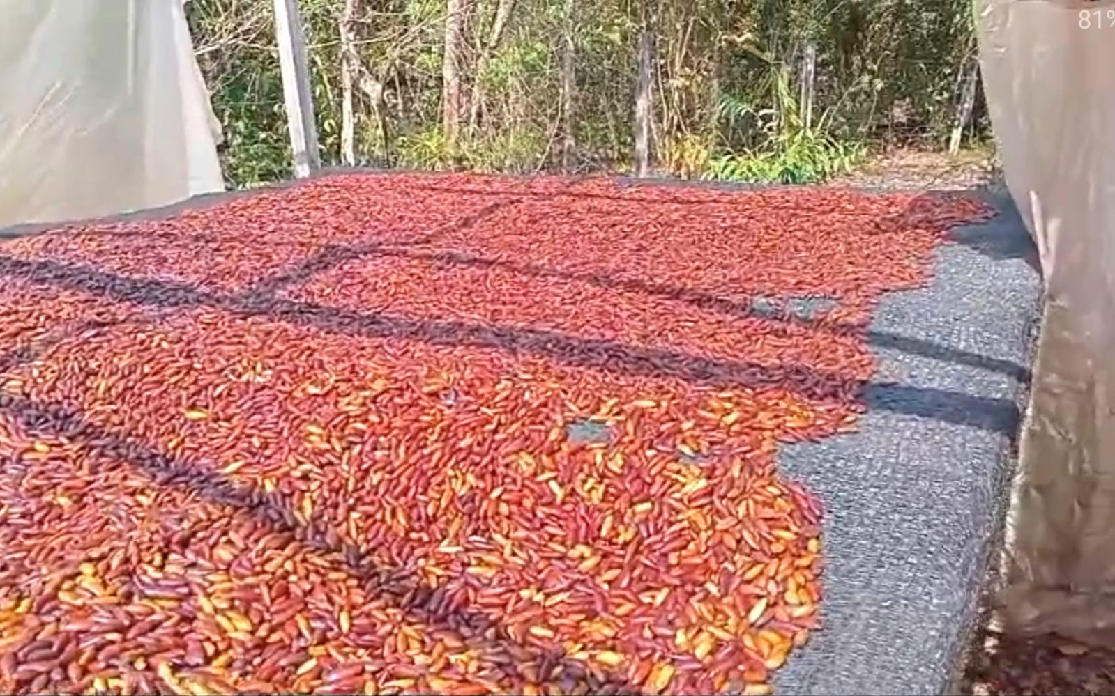 Produção de cumaru gera renda e transforma vidas em comunidades tradicionais do oeste do Pará 