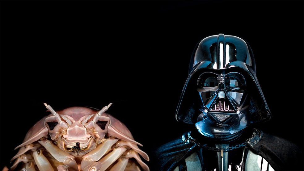 Comparativo entre o crustáceo recém-descoberto no Vietnã e o vilão de Star Wars — Foto: Reprodução