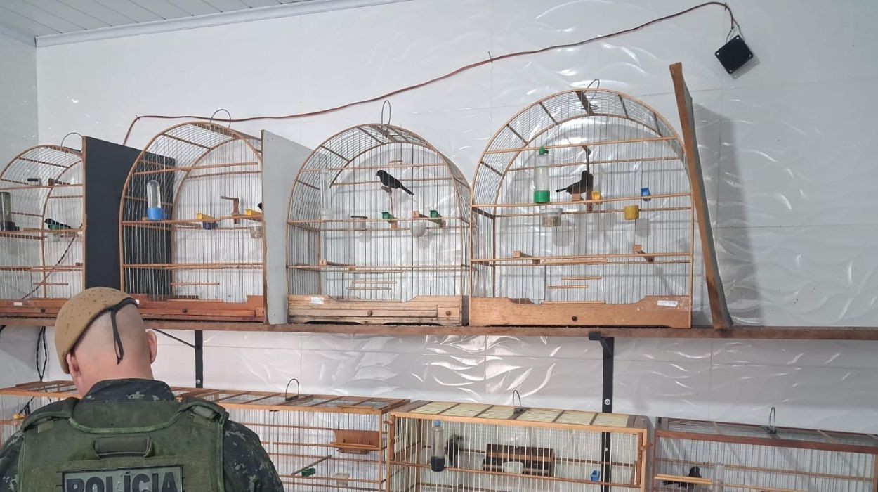 Criador de aves é multado por irregularidades no interior de SP