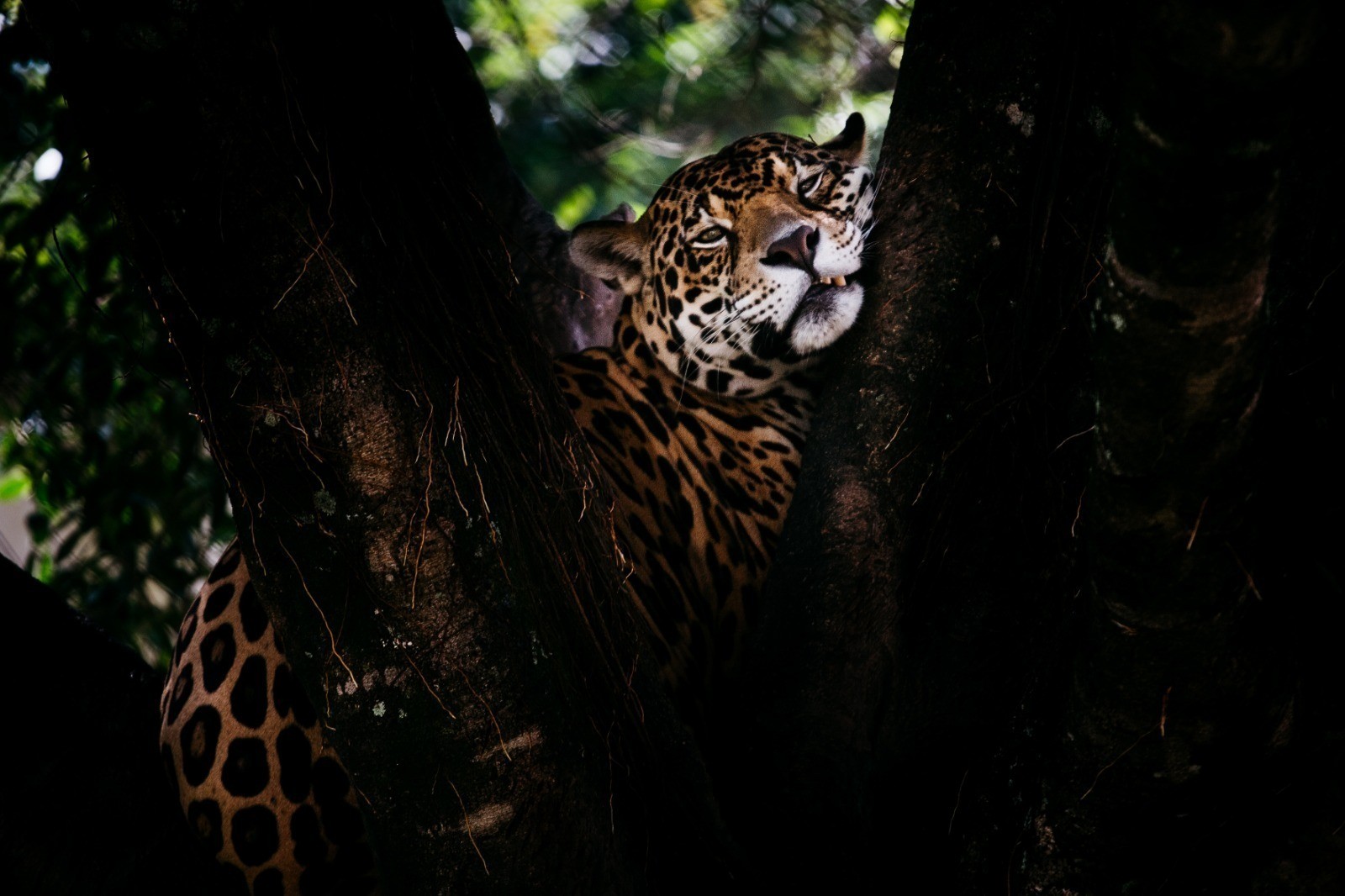 Zoológico de Volta Redonda promove 2ª edição das visitas noturnas