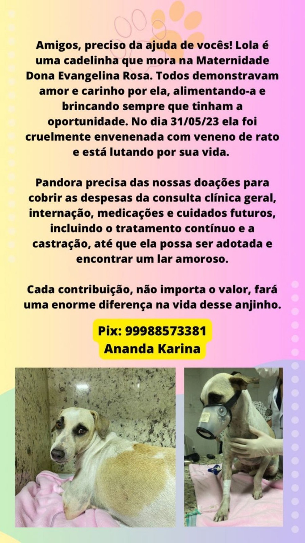 Campanha para arrecadação de fundos para pagar tratamento de Lolita — Foto: Reprodução