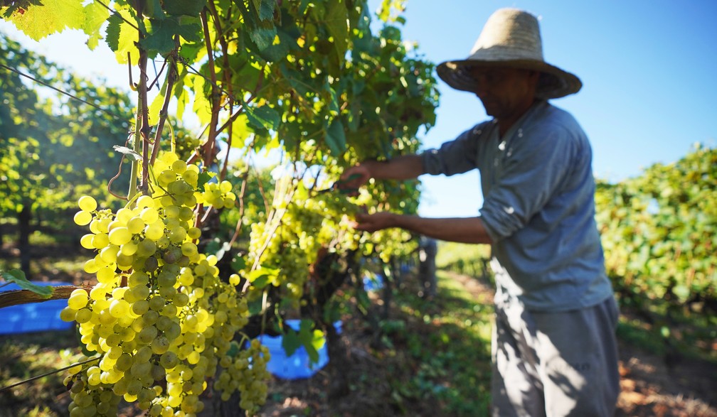 Uva para espumante precisa ser colhida no início da safra, em fevereiro, para que a uva mantenha a acidez. — Foto: Marcos Serra Lima/g1