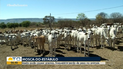 Veterinária explica como evitar mosca-dos-estábulos
