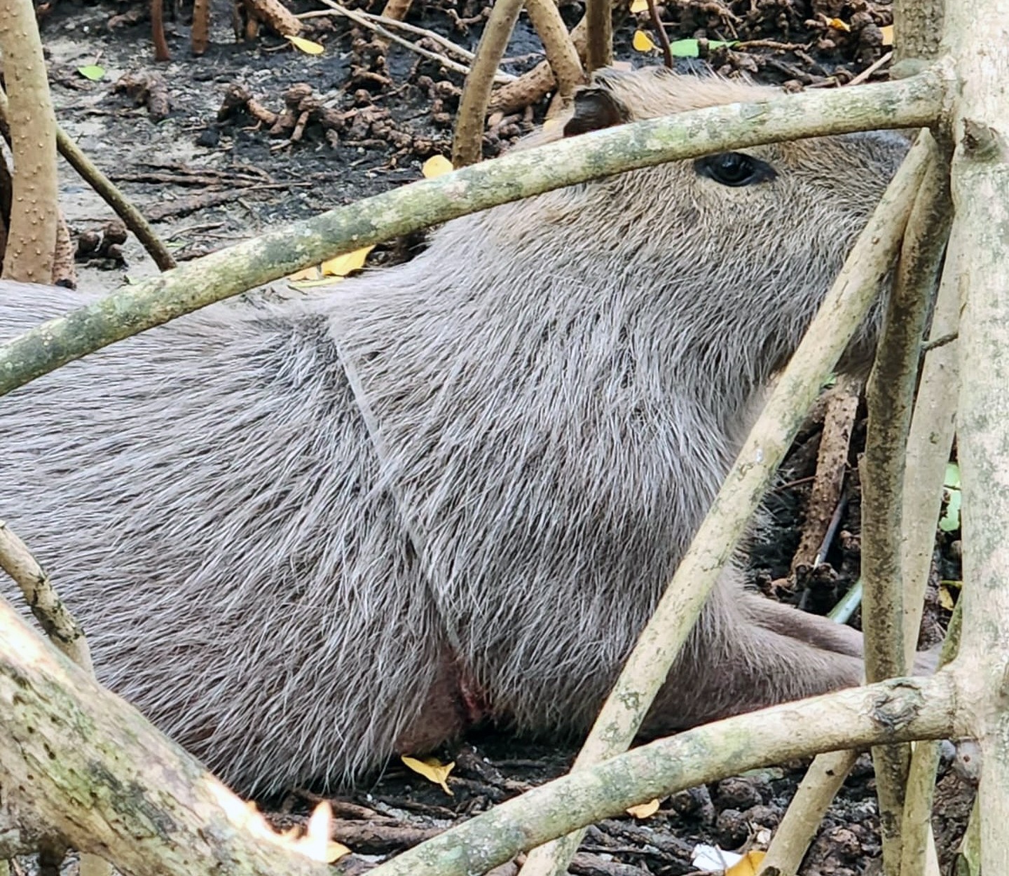 Capivara cai em armadilha e fica com laço preso no corpo