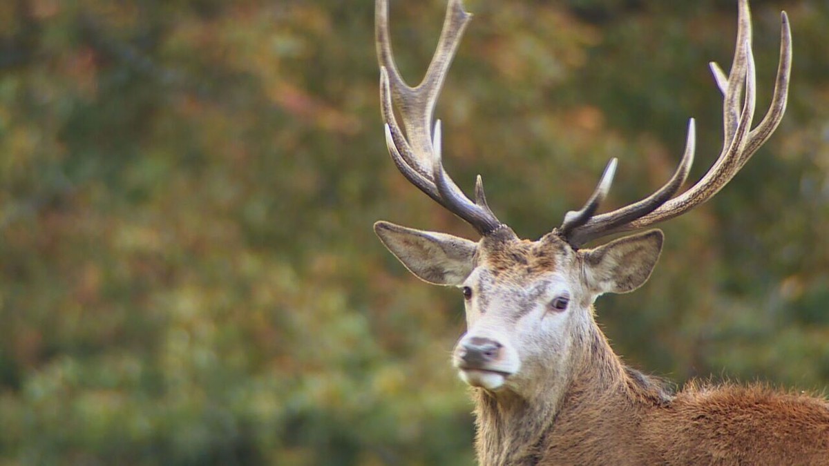 Parque real de Richmond, em Londres, concentra 600 cervos e é local de