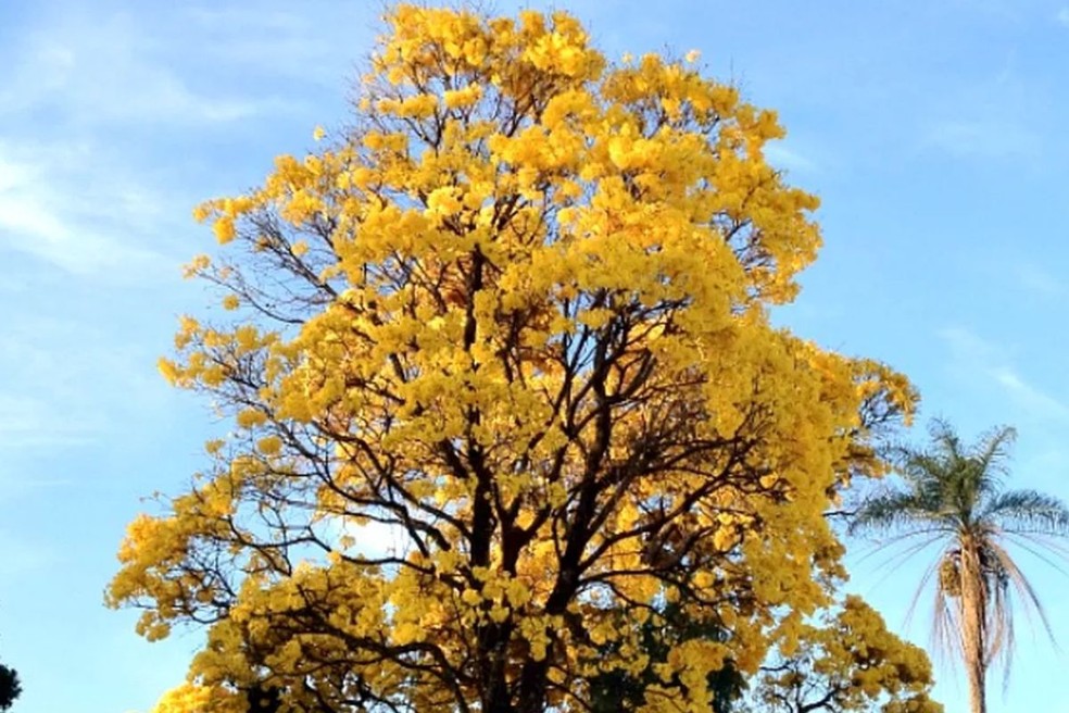 Ipê Amarelo floresce em Campo Grande — Foto: Felipe Bastos / g1MS