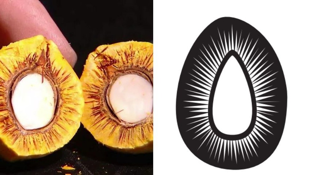 Pequi e sua iconografia — Foto: Rede Globo e Sebrae Tocantins