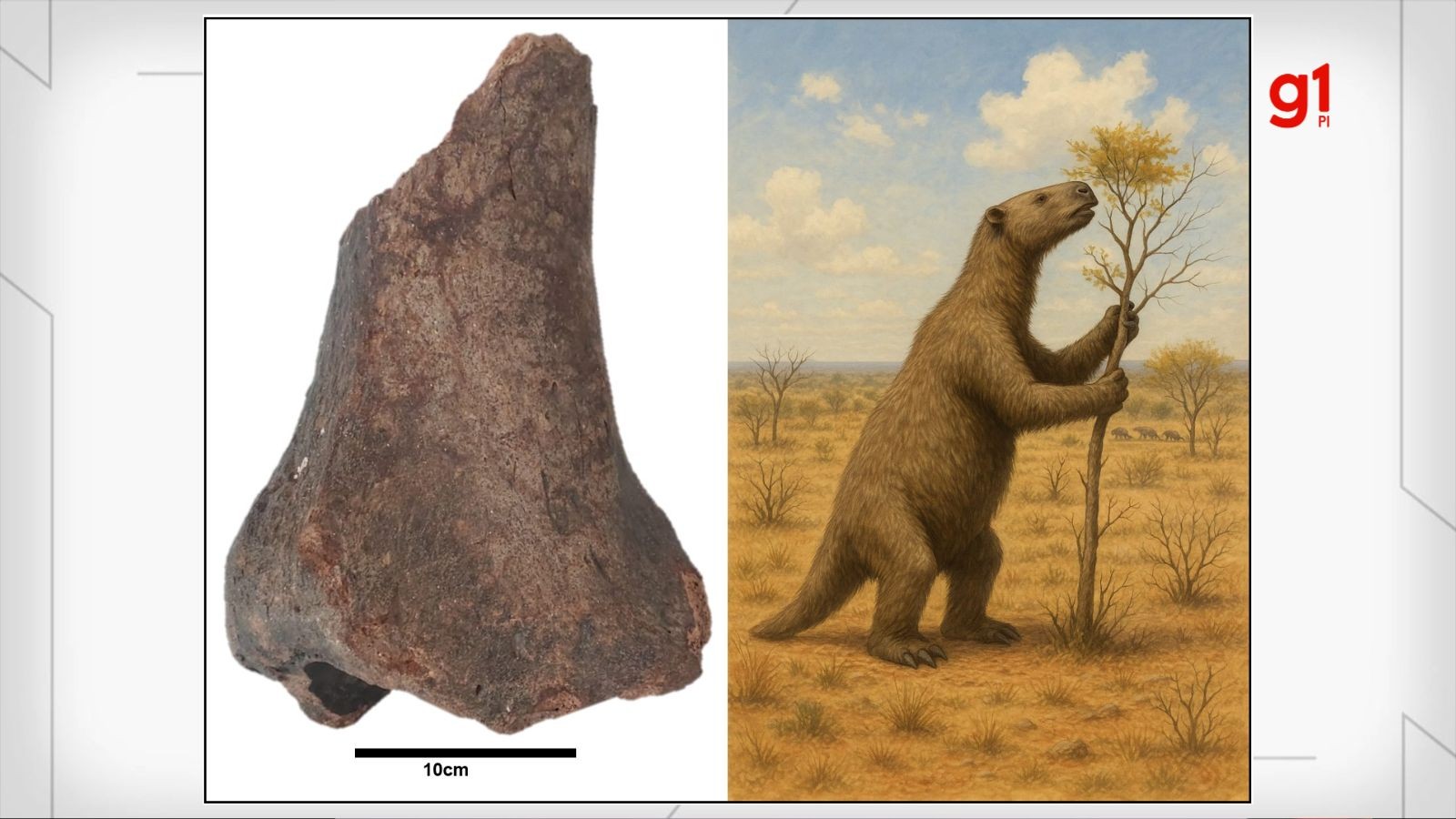 Fóssil de preguiça-gigante de 33 mil anos é identificado no Piauí