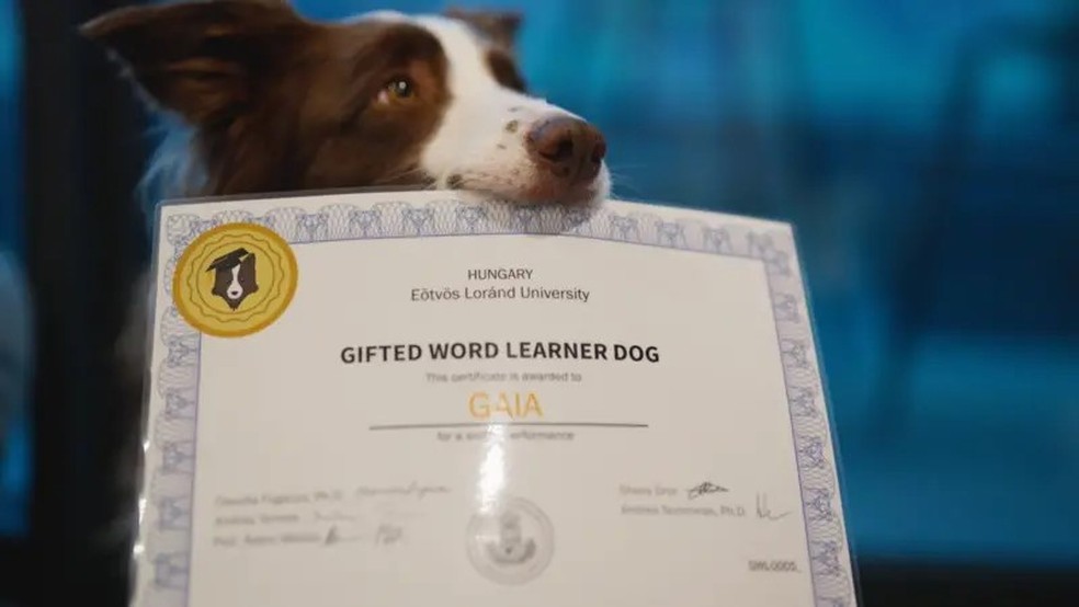 Gaia é certificada por universidade em Budapeste como uma cachorra com talento para aprender palavras — Foto: João da Mata/BBC