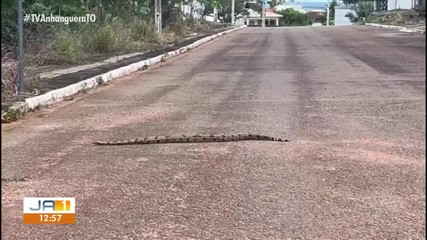 Cobra gigante é flagrada em rua de Paraíso do Tocantins; assista