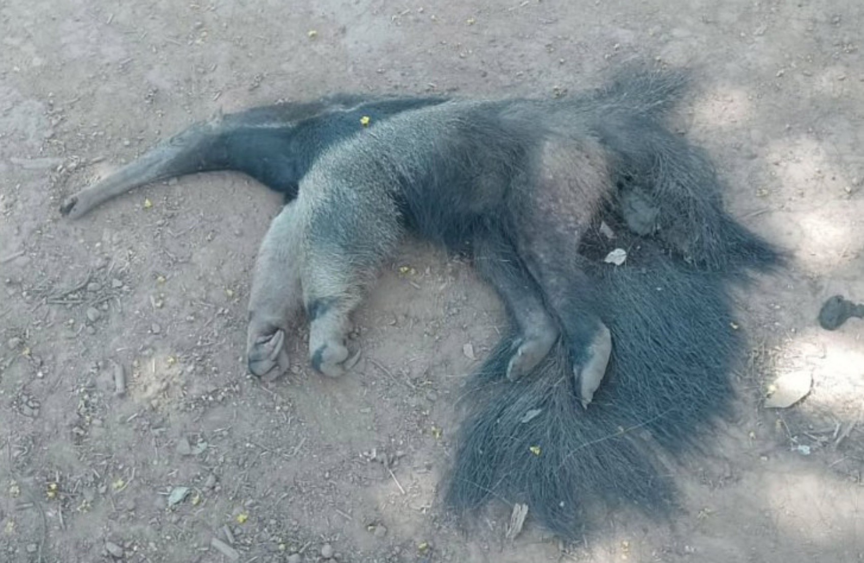 Após atropelamentos de animais, Parque de Boa Esperança pede instalação de redutores e sinalização em estrada