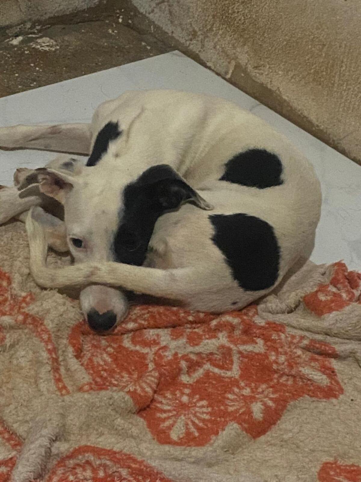 Tutora é multada após abandonar cadela atropelada na rua, em Unaí