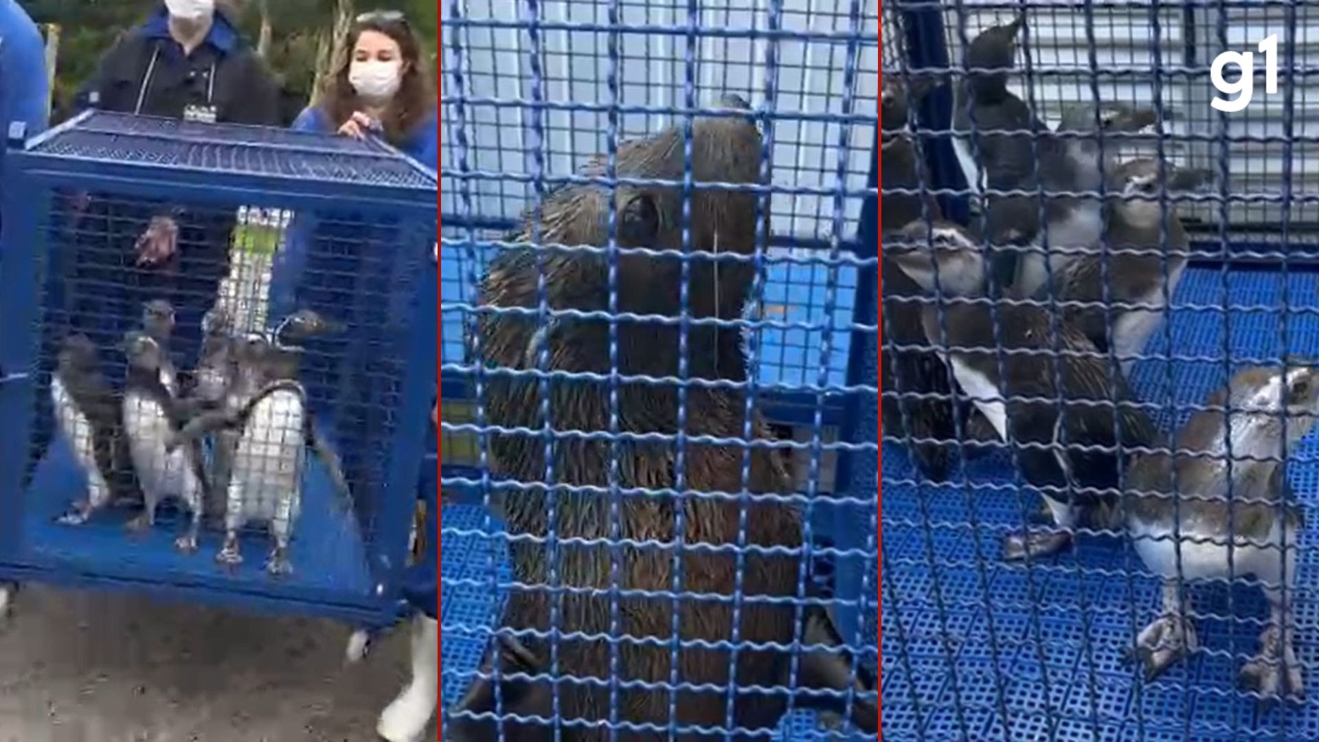 VÍDEO: pinguins e lobos-marinhos são devolvidos ao mar após três meses de reabilitação na Furg