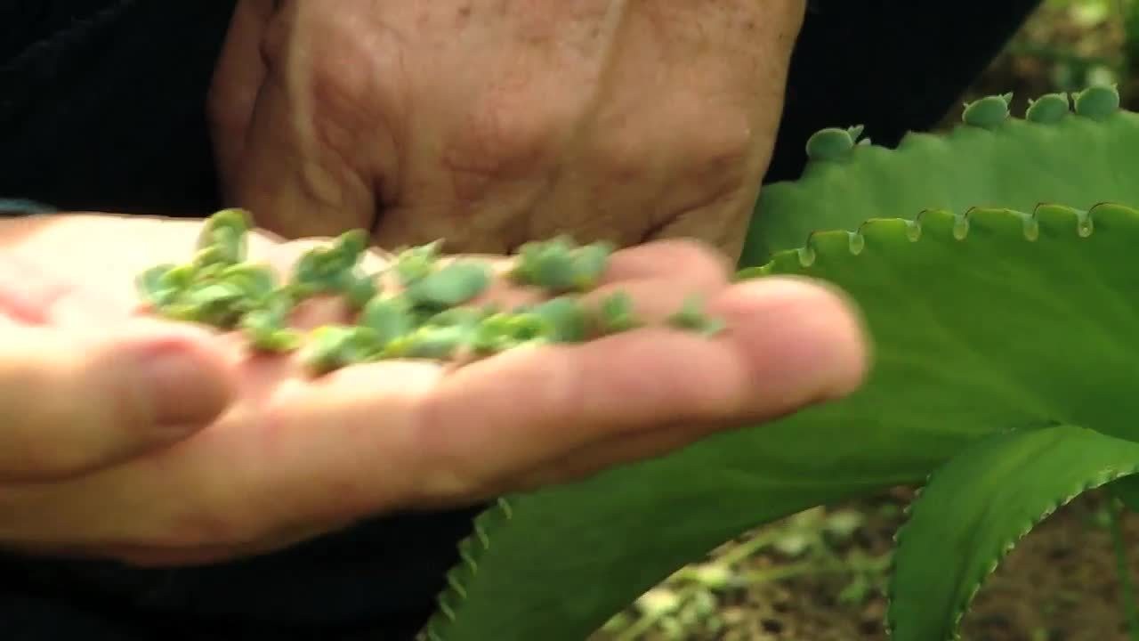 Você Não Tá Convidada pro Meu Bat Mitzvá!