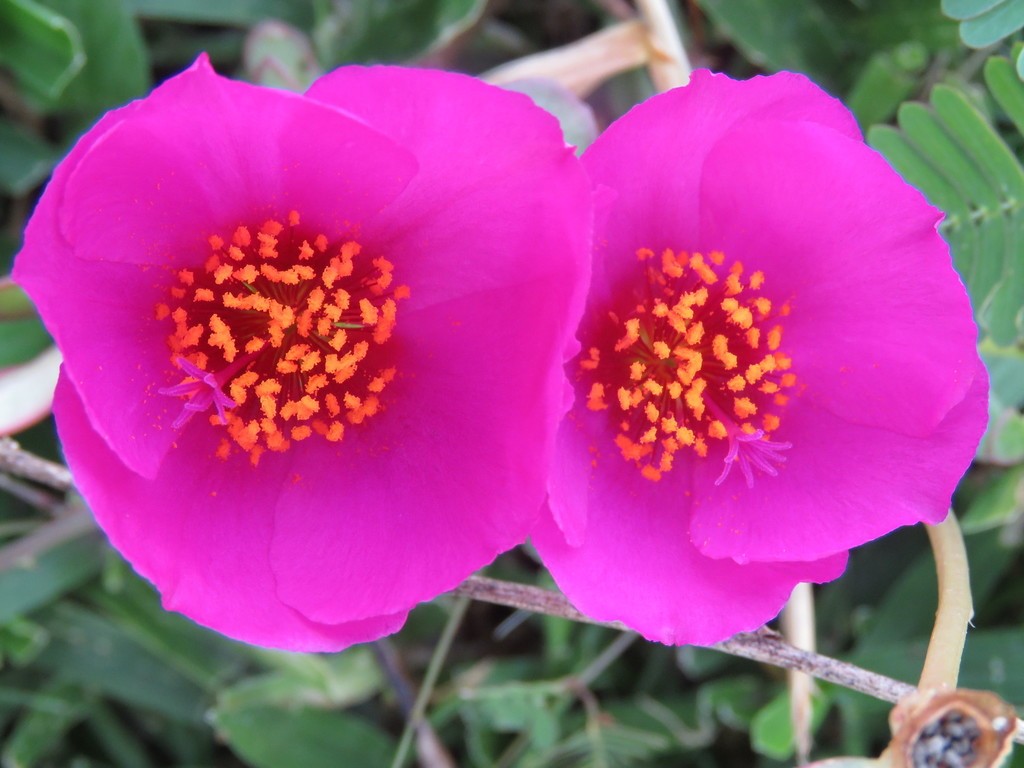 Onze horas: planta possui flores que se abrem com o calor do sol