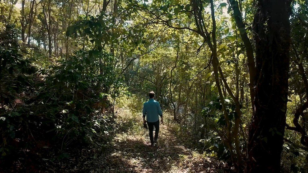 Bosques plantados e matas preservadas nas Fazendas Caxambu e Aracaçu - Crédito: Gustavo Coetti