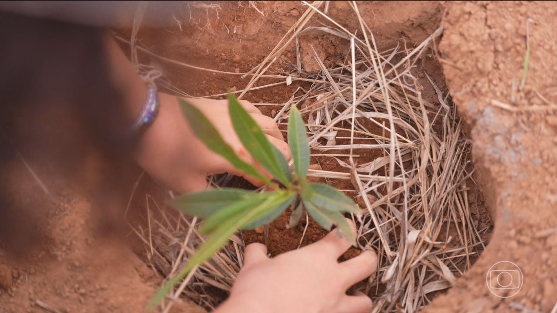 Agenda de ação do Brasil para combater as mudanças climáticas é dividida em 6 eixos; conheça