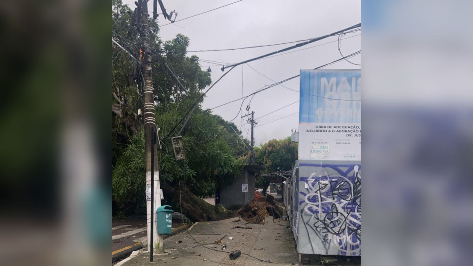 Árvore de grande porte cai e interdita trânsito na avenida Pedro Miranda, em Belém