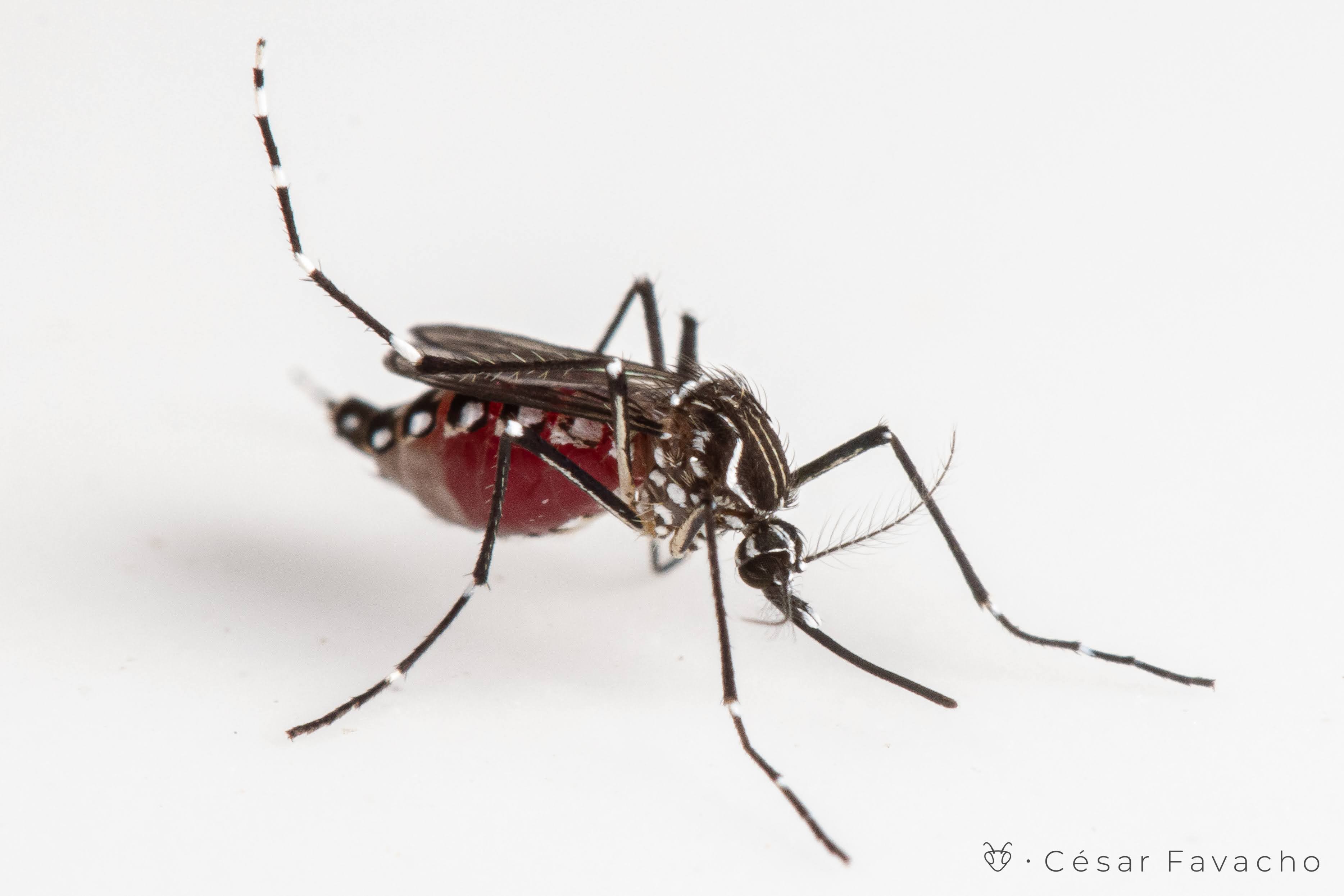 Conjunto de ferragens de amarração de mosca de nova fase 