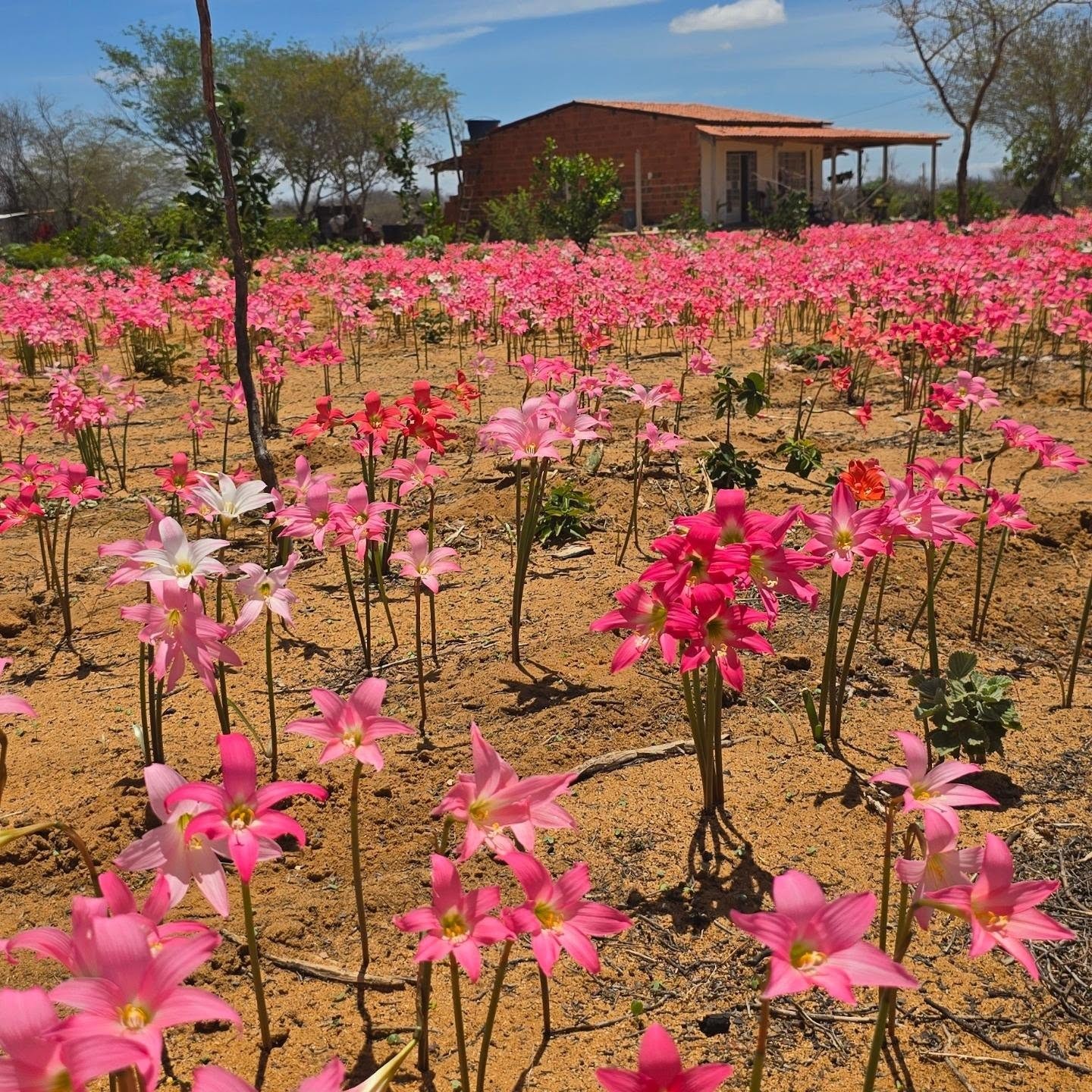 Cebola-brava: flores que 'dormem' durante a seca e despertam com a chuva transformam paisagem da Caatinga na Bahia