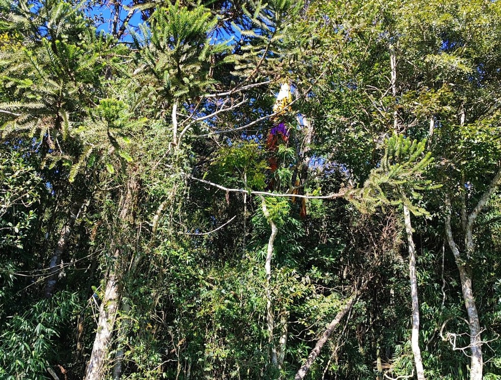 Imagem mostra o equipamento preso na árvore após a retirada da vítima — Foto: Corpo de Bombeiros/Divulgação