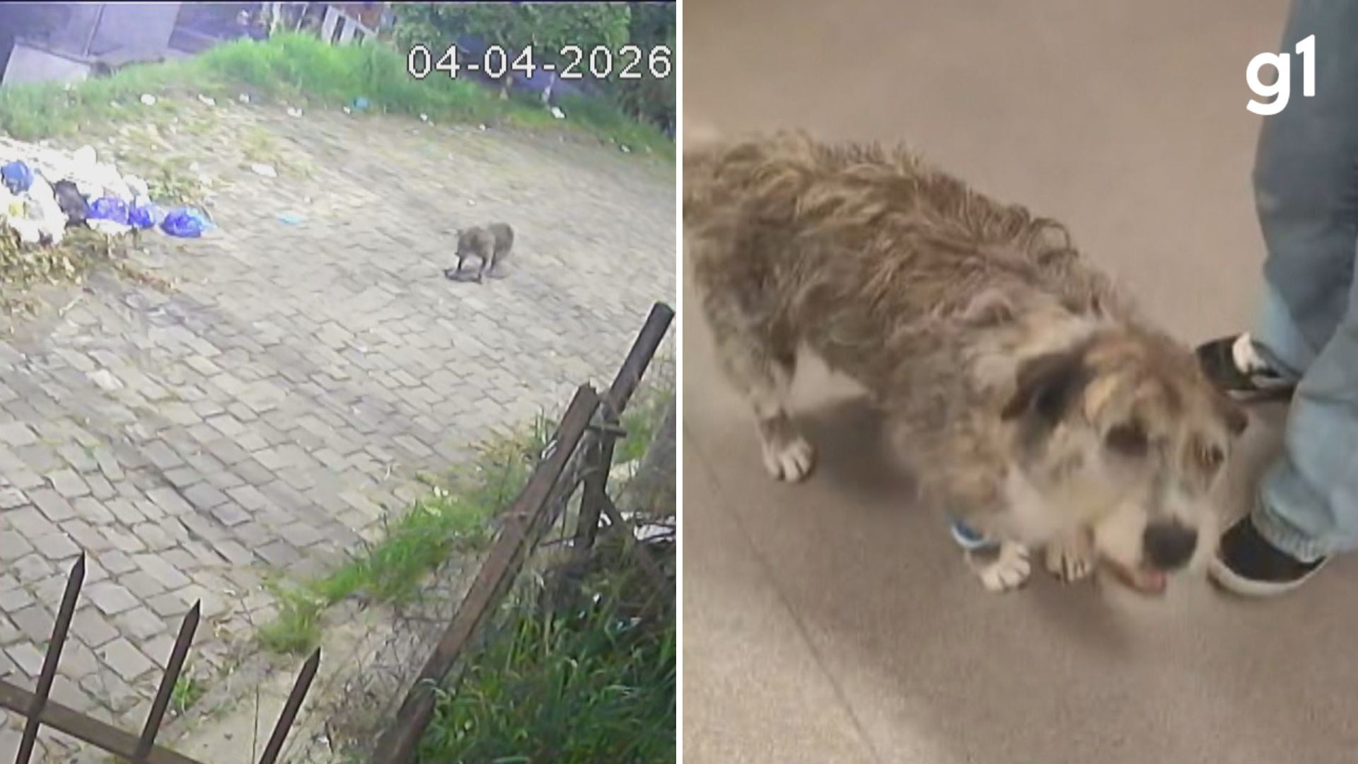 Cão comunitário é agredido duas vezes em 3 dias no RS; 'Spike' foi ferido com um pedaço de madeira com pregos