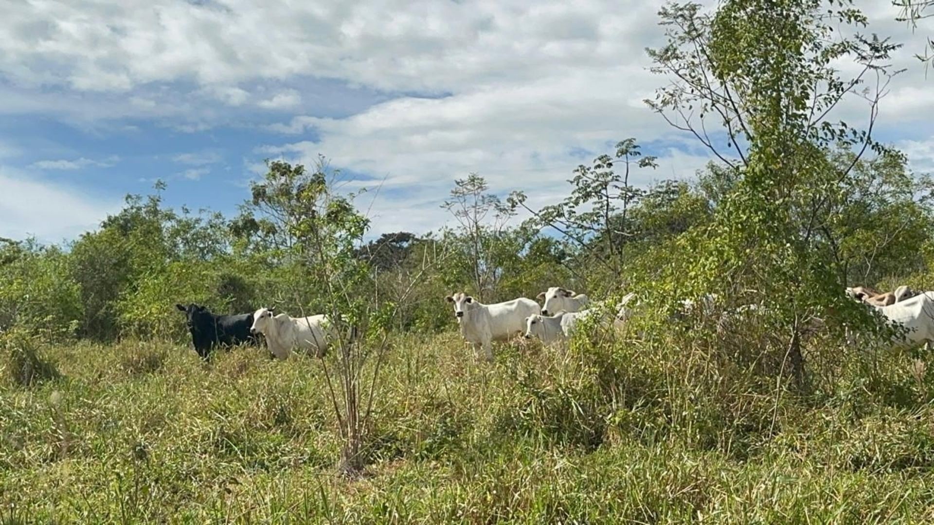 Polícia Ambiental aplica multa de mais de R$ 25 mil a donos de gado e cavalos que pastavam em área protegida