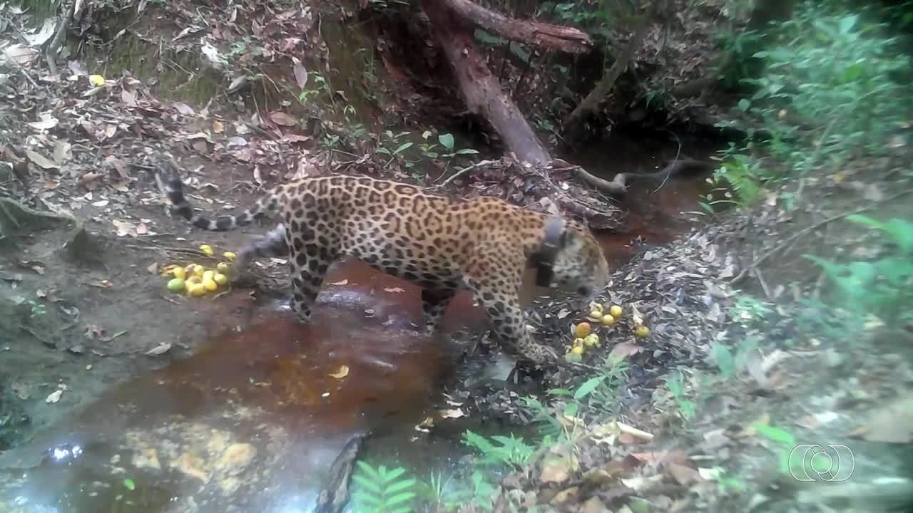 VÍDEOS: Jornal do Campo - TO deste domingo, 3 de maio de 2026