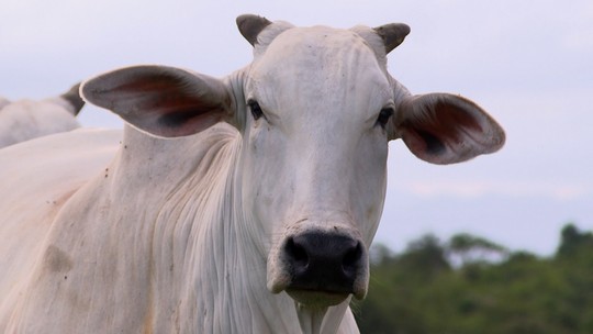 O golpe milionário da 'vaca virtual' que está abalando o Uruguai